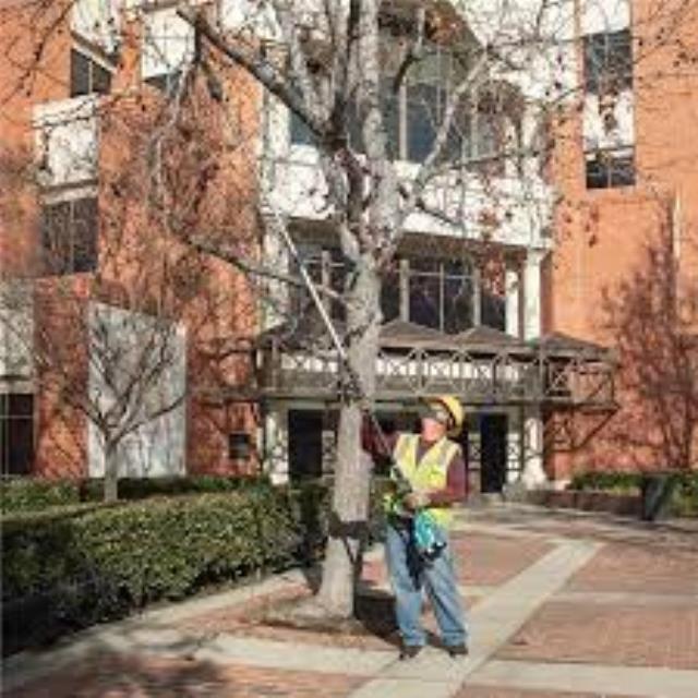 Where to find POLE SAW Dual Battery in Omaha