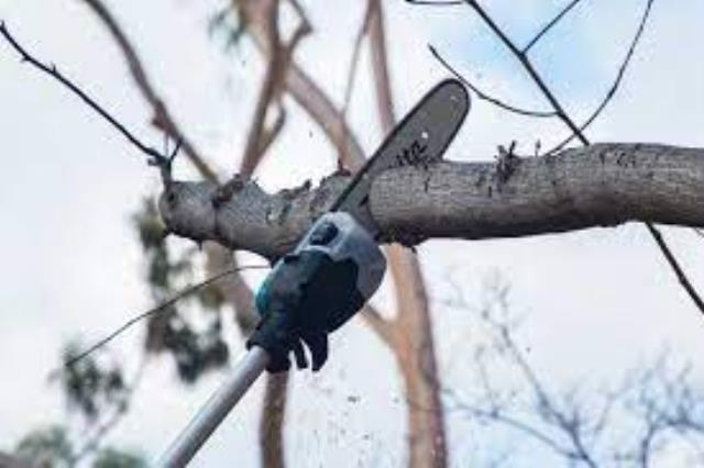 Where to find POLE SAW Dual Battery in Omaha